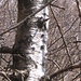 Betula pendula Roth.  Betulaceae

Betulla bianca, Betulla verrucosa.
Bouleau pendant.
Hänge-Birke.
