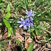 Scilla bifolia L. ;  Asparagaceae (Liliaceae p.p.).

Scilla silvestre.
Scille a deux feuilles.
Zweiblättriger Blaustern.

