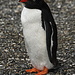 Pinguino Papua