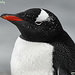 Pinguino Papua
