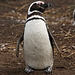 Pinguino di Magellano