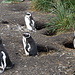 Pinguini di Magellano