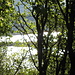 tra gli alberi il lago di Annone