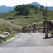 Mucche in processione sulla strada