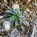 Safrangelber Steinbrech, saxifraga mutata, die Blütezeit ist erst im Juni/Juli