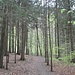 es grünt langsam im Wald oberhalb Moutier
