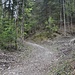 und so sieht der Weg am Anfang aus ....