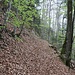 .... etwas weiter oben mit dem Laub vom letzten Jahr