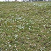 Die Wiese ist voller Krokus