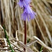 Soldanellen im noch dürren Gras.