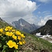 Wildhuser Schafberg und Sumpfdotterblumen.