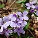 Frühlingshaft präsentierte sich auch der Bergwald.