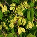 Junge Blätter und Früchte Bergulme (Ulmus glabra).