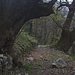 Mächtige Edelkastanien (Castanea sativa) säumen den Weg oberhalb Tec.