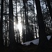 Im super schönen Wald von Boscobello