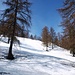Lichter Wald oberhalb Scontra
