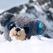 Glubschi auf dem Cima del Lambro E-Gipfel