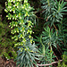 Wolfsmilch, vermutlich Euphorbia biumbellata.