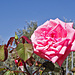Wie im Lavaux: Rosen in den Weinbergen