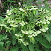 Helleborus foetidus L.  Ranunculaceae<br /><br />Elleboro puzzolente.<br />Hellébore fétide.<br />Stinkende Nieswurze.