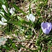 Das einzige violette Krokus heute, sonst sind alle weiss