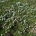 Teilweise ist es schwierig, zu gehen, ohne auf die Blümchen zu treten