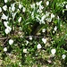 Die Krokusse halten ihre Blüten noch geschlossen, kein Wunder bei diesem starken und kalten Wind