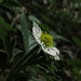 Blüte der Walderdbeere<br /><br />Fiore della fragolina di bosco