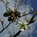 Biene mit dicken Pollenhöschen an einer Schlehenblüte<br /><br />Ape con grandi mutandine di polline ad un fiore del prugnolo