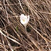 Crocus albiflorus Kit.  Iridaceae<br /><br />Croco bianco.<br />Crocus de printemps.<br />Frühlings-Krokus.