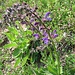 Salvia pratensis L.  Lamiaceae<br /><br />Salvia comune.<br />Sauge des prés.<br />Wiesen-Salbei.
