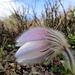 deutlich zu erkennen, wieso diese fantastische Bergblume auch Pelz-Anemone heisst
