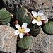 More unknown spring beauties 