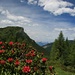 Alpenrosen und Padaunerkogel