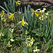 Osterglocke und Wald-Schlüsselblume (Primula elatior) vereint