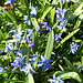 blaue Blütenpracht