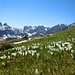 Frühling am Alp Sigel