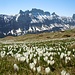 Krokuswiesen am Alp Sigel