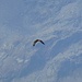 ein Bussard umkreist uns
