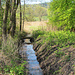 Moorgebiet bei Mosen.