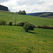 Wiesenlandschaft