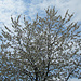 Blütenbaum in Unterreitnau
