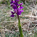 Knabenkraut - aber welches? Orchis morio!