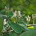 Blühendes Geissblatt (Lonicera xylosteum)