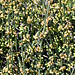 Seltene, unscheinbare aber doch spektakuläre Pflanze: Schweizerisches Meerträubchen (Ephedra Helvetica)