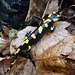 Salamandra pezzata