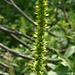 Blütenrispe des Gemeinen Germers (Veratrum album). Obwohl in vielen Büchern fälschlicherweise von "Weissem Germer" die Rede ist, sind weissblühende Pflanzen effektiv nur selten zu finden.