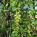 Laburnum anagyroides Medik.  Fabaceae<br /><br />Maggiociondolo comune.<br />Aubour commun.<br />Gemeiner goldregen.