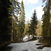 Es liegt immer noch Schnee im Wald