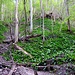 Wandererschweiss lässt Bärlauch spriessen - durch diesen Wald führen die Treppen des Denzlerweges
